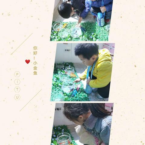 我的动物朋友——《嗨！小金鱼》