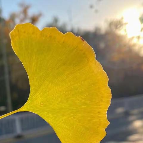 停课不停学——育花路小学居家体育锻炼