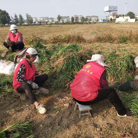 助农:“秋冬种”志愿服务在行动