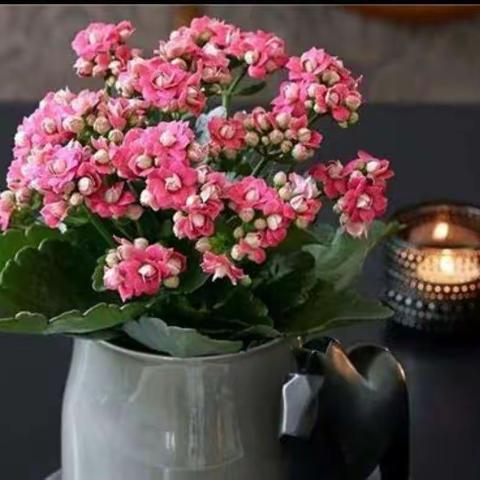 长寿花🌺🌸-中二班～张锦华