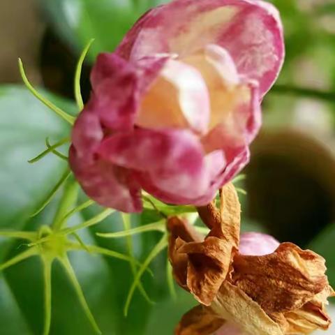 闲花闲情篇