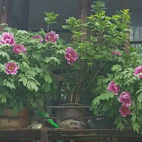 2017年清明凤凰山