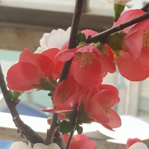 海棠花的日志