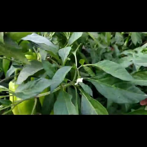 社会实践大课堂之保护环境