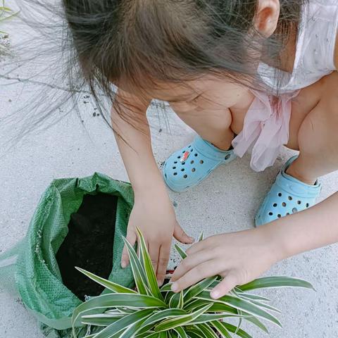 我和花卉有个约会——双语学校二(6)中队王雅葶