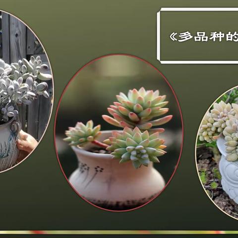 植物肉肉的小世界