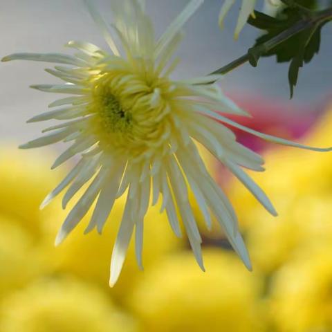 菊花：此花开尽更无花