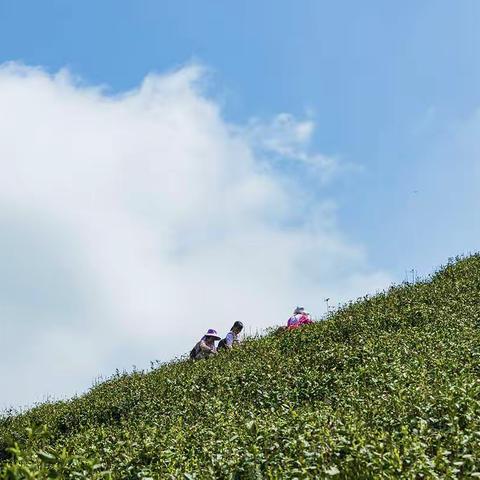 赏车云山美景  品正宗毛尖茶