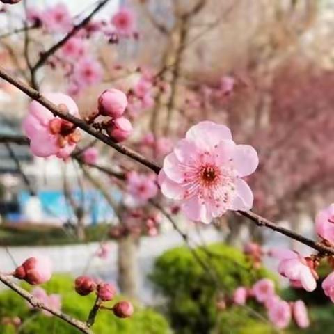 名师引路胜春暖，别样人间四月天——记滦南四小承办县小学语文引路课及研讨活动