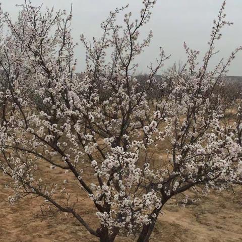 春光无限好      美景映佳人！