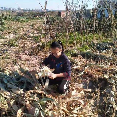 东胜区第九小学曹诗田实践活动