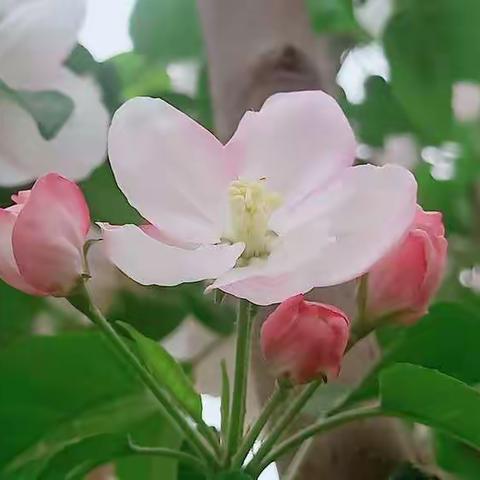 《花一样的记忆》