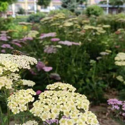 《雨后的清晨》😘😘😘