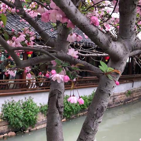 春行甪直古镇，吃饭喝茶赏夜景