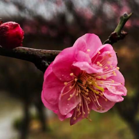 上海金山花开海上生态园～春梅