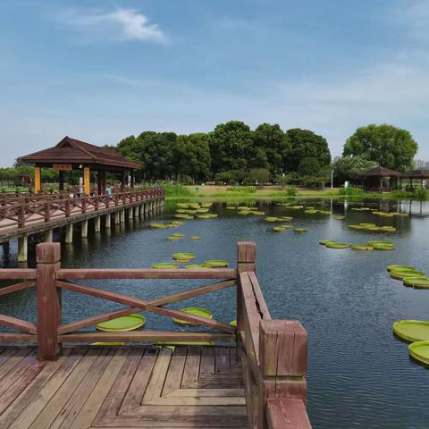 苏州相城区荷塘月色湿地公园
