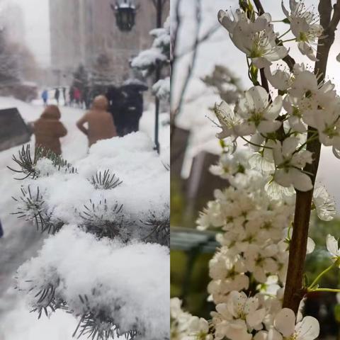 从白雪皑皑到春暖花开，物流学校志愿者们逆疫而行——物流实验学校教师志愿服务纪实