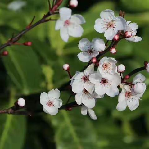 花开春日暖，疫退愁云散——窄岭中学七年级语文组停课不停学纪实