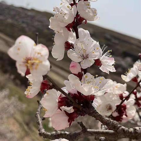 彭阳的杏花