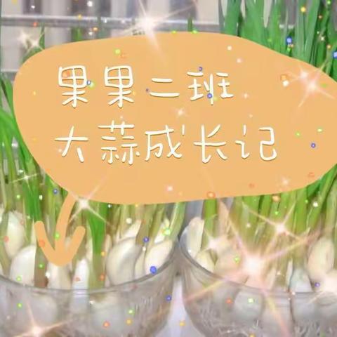 蓓蕾幼儿园果果二班蒜出精彩～种植大蒜活动