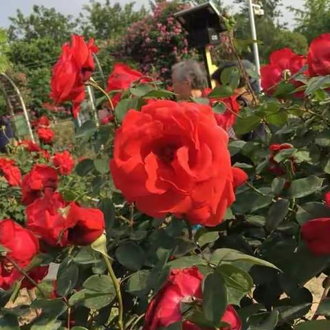 春暖月季花开