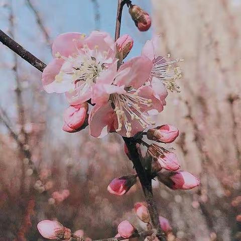 【三月芳菲艳，欢喜来实践】寿光市稻田镇赵庙初级中学社会实践纪实