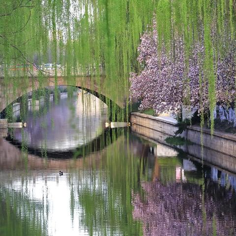 海棠花溪