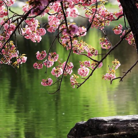 春日玉渊潭