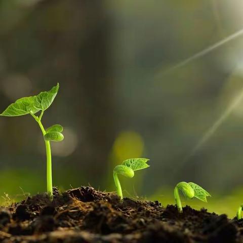 🌱拥抱春天，快乐种植🌱—宁远县舜陵街道中心幼儿园官桥分园种植活动