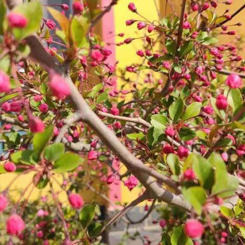 寻找春天，不负春光—中一班主题活动