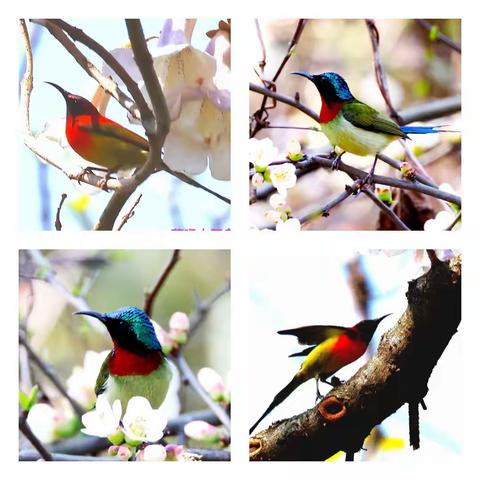 色彩绚烂的太阳鸟