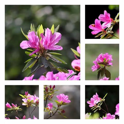 怒放的花朵 美的耀眼