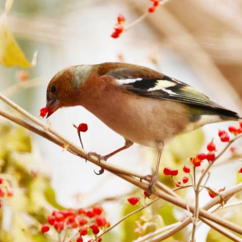 爱天下鸟儿 赏美好春色