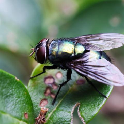 一分钟了解苍蝇