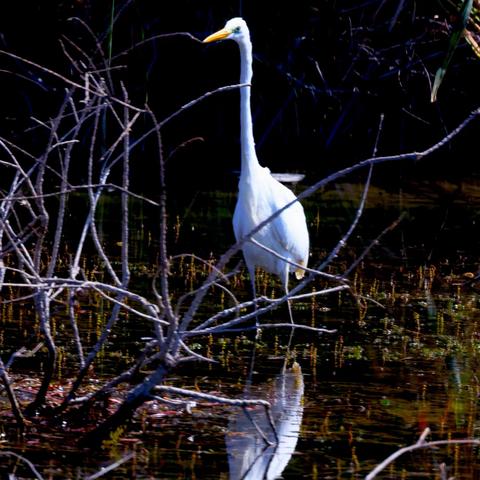 姿态优雅斯文的 鹭科禽鸟
