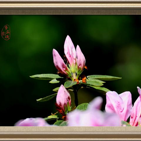 花草是大自然赐给我们最好的礼物