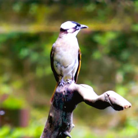 在南方常见的雀鸟，一一白头鹎