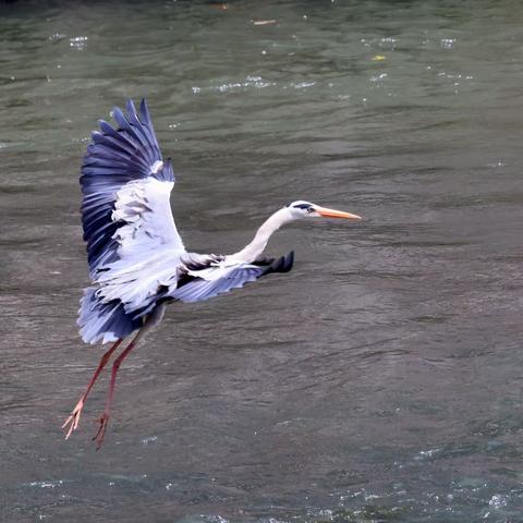 性情不慌不忙的苍鹭