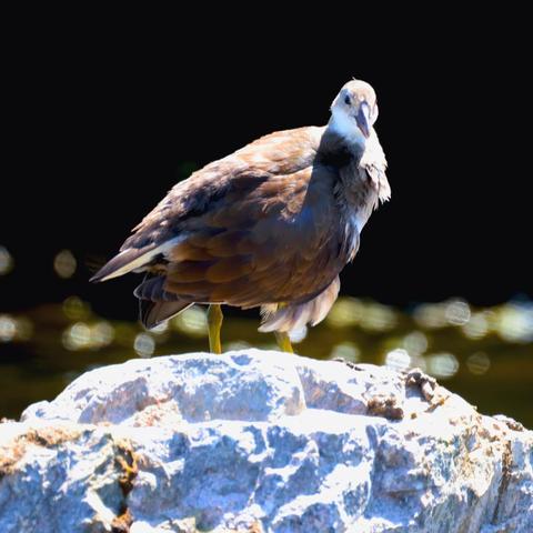 上岸像鸡下水似鸭的鸟一一黑水鸡
