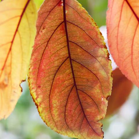 秋色植物别样美