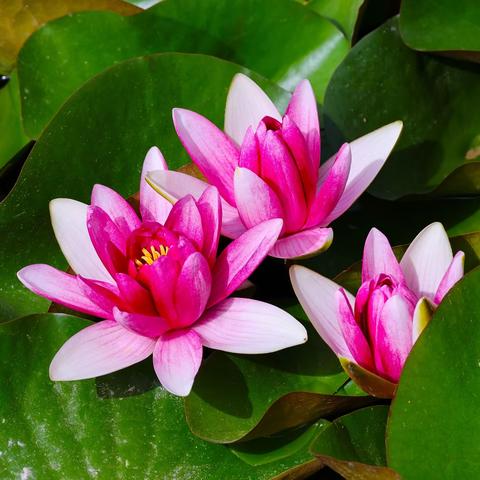 睡莲花开 别样美