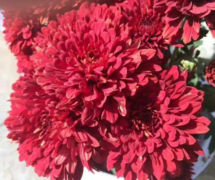 麦浪金鸡红羚墨菊霞光四射玉涩门流珊瑚宝敞大金钩碧云钩娇颜含笑紫