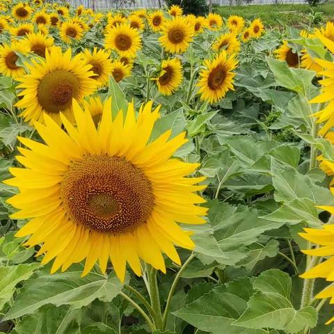 童彩艺术教育培训学校第十四届夏季系列写生活动圆满结束