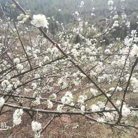 梨花点点，雪漫漫