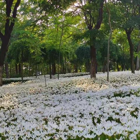 精彩而生动  扎实而优秀——褚庄学区语文教研活动记录