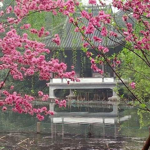 这个春天(组诗)