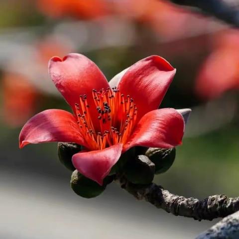 花事