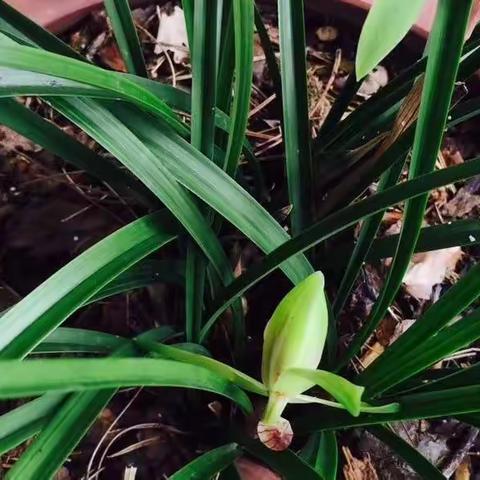 身边一小事   成长一大步       记城北小学二5班乐学善教小组寒假单飞行动