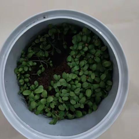 幸运草成长日志