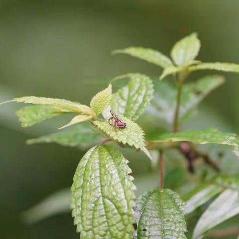 泰宁之旅——蝴蝶森森篇